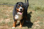 Colby |  Rocky Creek Bernese Mountain Dogs