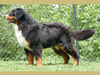 Jake | Rocky Creek Bernese Mountain Dogs